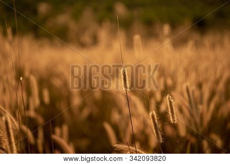 Mission Grass Flower Or Pennisetum Pedicellatum Grass Meadow Sunset In The Garden