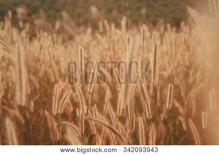 Mission Grass Flower Or Pennisetum Pedicellatum Grass Meadow Sunset In The Garden