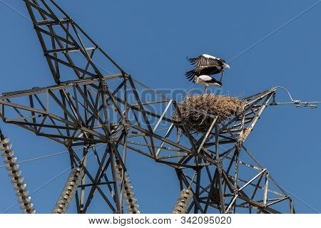 Nest And A Couple Of Stork In A Post Of High Voltage.