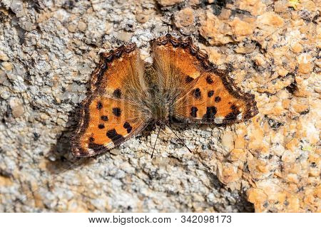 Butterfly Photographed In Their Natural Environment. Macro.
