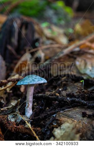 Mushroom In A Chestnut Forest. Macro Photography.