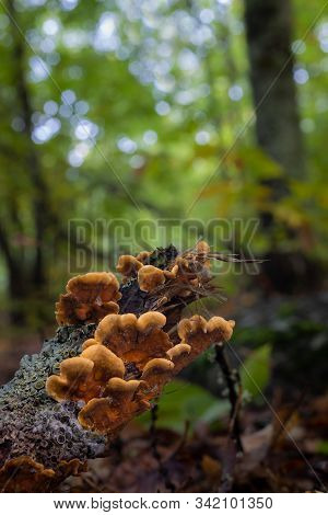 Mushrooms In A Chestnut Forest. Macro Photography.