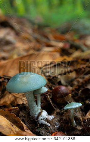 Mushrooms In A Chestnut Forest. Wildlife In Freedom.