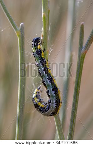 Pieris Brassicae. Caterpillar In Its Natural Environment.