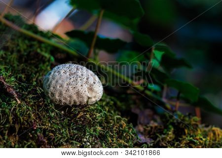 Mushroom On The Floor Of A Forest. Macro.