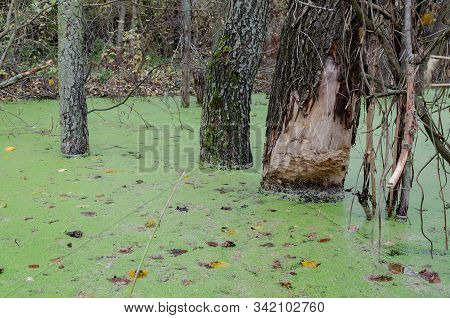 The Tree Is Eaten By Beavers, Beavers Damaged The Tree To Block The Brook, In The Forest Among The T