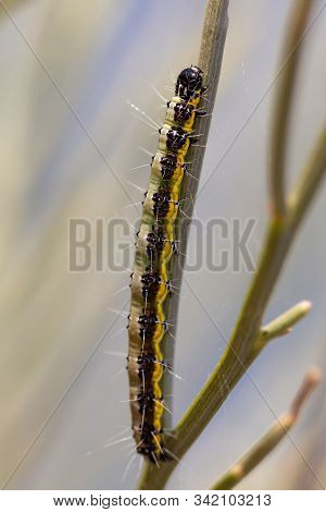Pieris Brassicae. Caterpillar In Its Natural Environment.