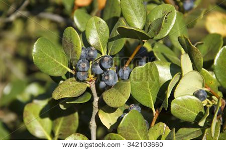 Rhaphiolepis Umbellate Branch With Blue Fruit In Daylight