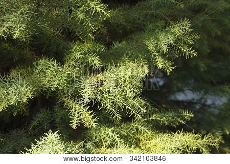 Cryptomeria Japonica Is An Evergreen Tree Of The Cypress Family.