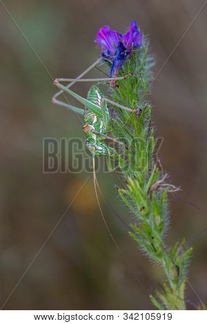 Ephippiger Ephippiger In Its Natural Environment. Macro Photography.