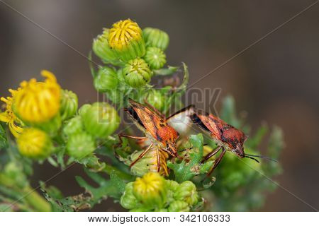 Bedbugs In Their Natural Environment. Macro Photography.