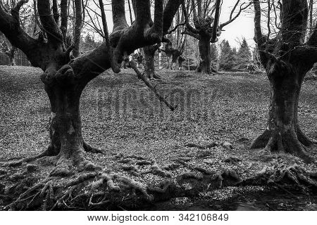 Otzarreta Beech Forest. Gorbea Natural Park. Spain.