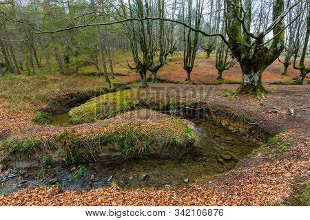 Otzarreta Beech Forest. Gorbea Natural Park. Bizkaia. Spain.