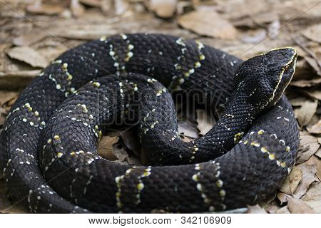 Mexican Moccasin Or Cantil. Agkistrodon Bilineatus Is A Venomous Pit Viper Species Found In Mexico A
