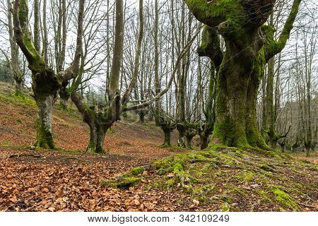 Otzarreta Beech Forest. Gorbea Natural Park. Spain.