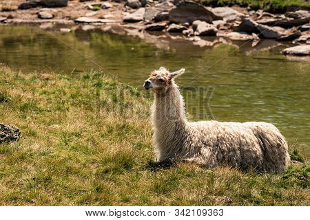 Llama Lying Down And Enjoying The Sun Near Swiss Mountain Lake Arpitetta High Up In The Pennine Alps