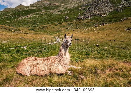 Llama Lying Down And Enjoying The Sun Near Swiss Mountain Lake Arpitetta High Up In The Pennine Alps