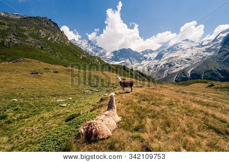Llamas Enjoying The Sun Near Swiss Mountain Lake Arpitetta High Up In The Pennine Alps. Ayer, Valais