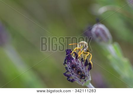 Nomada Subcornuta, A Species Of Bee In Its Natural Environment.