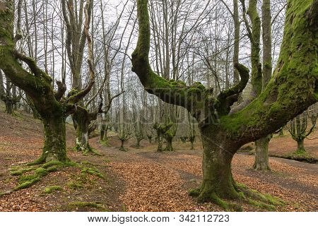 Otzarreta Beech Forest. Gorbea Natural Park. Spain.
