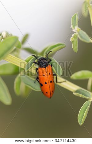 Trichodes Octopunctatus Is A Beetle Species Of Checkered Beetles Belonging To The Family Cleridae, S