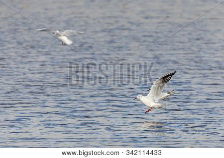 The Black-headed Gull (chroicocephalus Ridibundus). Photographed On A Lagoon, In The Natural Park Of