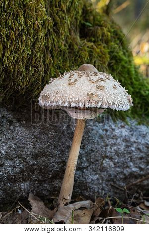 Macrolepiota Procera. Mushroom Photographed In Its Natural Environment.