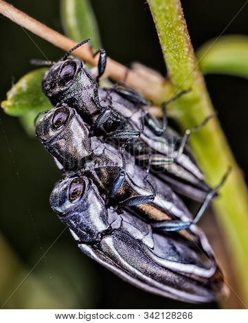 Three Insects (agrilus Bilineatus) Photographed In Their Natural Environment.