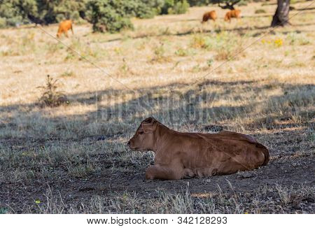 Calf Resting In The Pasture. Dehesa De Montehermoso.