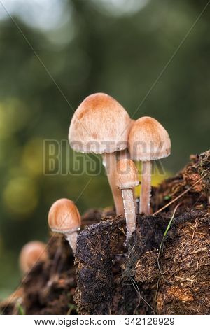 Mushrooms On Cow Dung. Photographed In A Meadow Of Montehermoso. Spain.