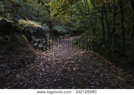 Photographed In A Forest Next To Montanchez. Province Of Caceres. Spain.