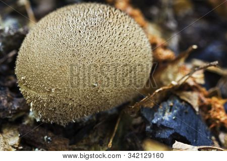 Type Of Mushroom In A Coniferous Forest. Macro.