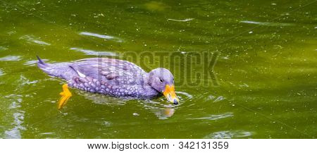 Fuegian Steamer Duck Floating On The Water In Closeup, Tropical Bird Specie From South America