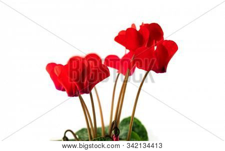Cyclamen. Red Cyclamen flower isolated on white background.