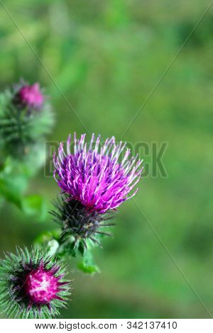 Blossoming Herbal Plant Milk Thistle Sylybum Marianum With Purple Pink Color Flowers. Close Up. Gree