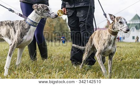 Dog Sport. Two Whippets Who Won The Competition For Coursing, Running For A Mechanical Hare. Animal 