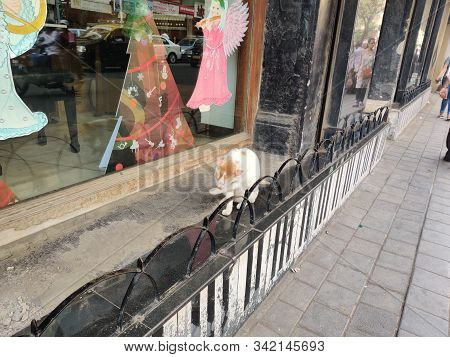 Mumbai, India - December, 2019:  Cat Sitting On The Road Side.