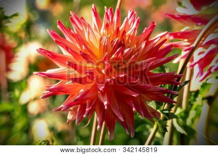 Detailed Close Up Of A Beautiful Orange Semi Cactus 