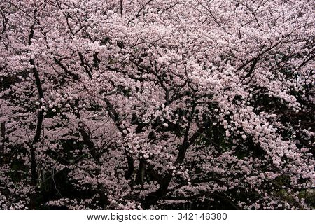 Wall of Japanese Cherry blossoms in spring, full bloom. Tranquil and darkish cherry blossom.