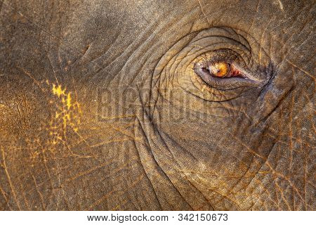 Elephant Farm, Sad Eyes Of An Elephant Close-up