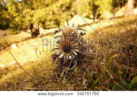 Old Faded Flower In Winter On Grassland