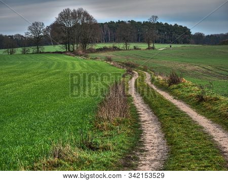 winter time in a forest near reken in germany
