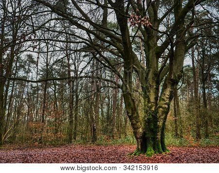 hiking near reken in the german muensterland
