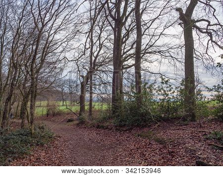 winter time in a forest near reken in germany