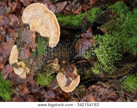 hiking near reken in the german muensterland