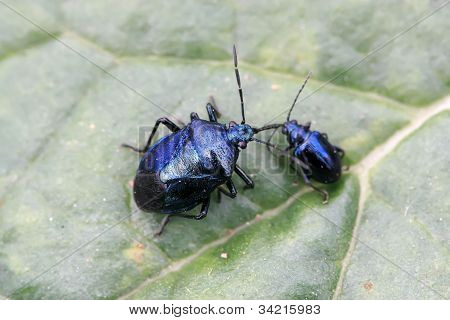 Stinkbug