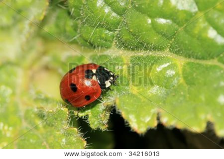Ladybug