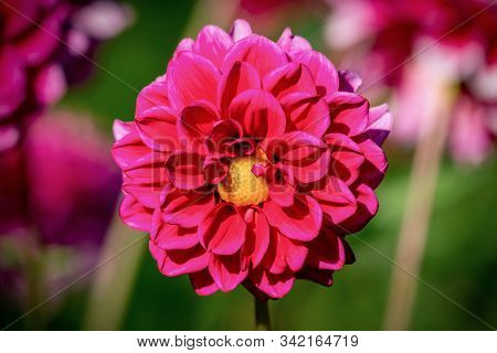 Detailed Close Up Of A Beautiful Pink 