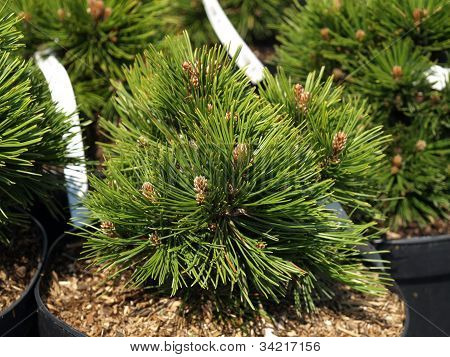 Pinus Leucodermis, Closeup