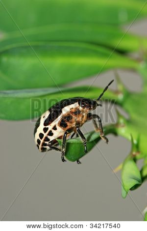 Stinkbug